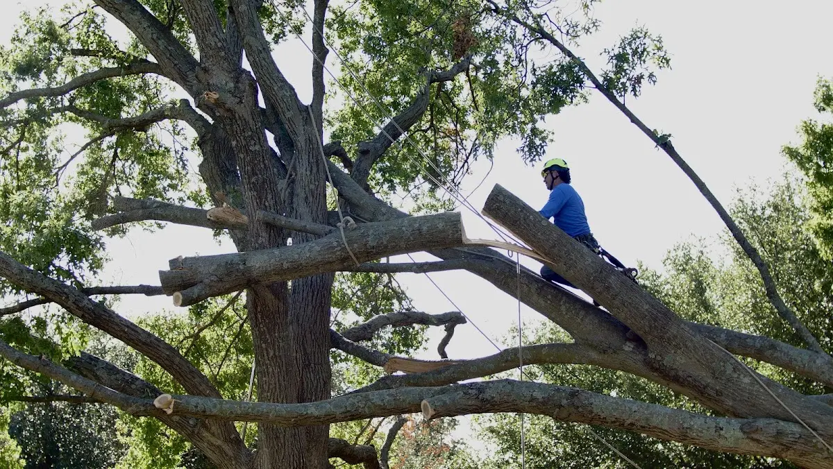 Professional Hazardous Tree Removal performed by certified arborists in Scott Air Force Base