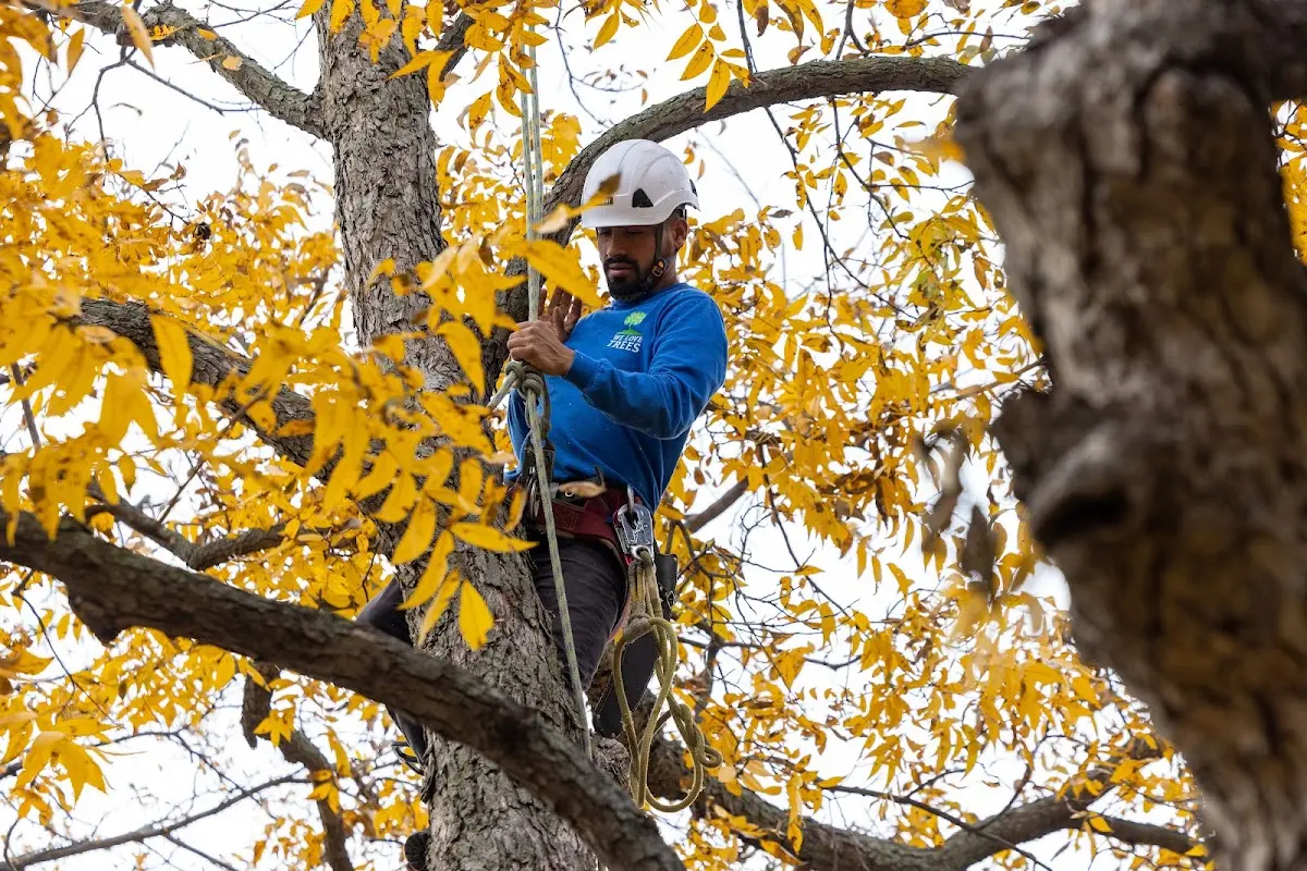 Skilled Storm Damage Cleanup crew working in Scott Air Force Base