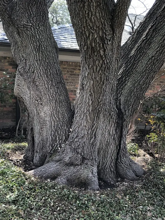 Mature heritage tree close to a Scott Air Force Base property cared for by certified arborists
